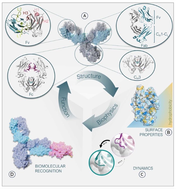 Fig.1 How IgG antibody structure and biophysical properties govern function. (OA Literature)