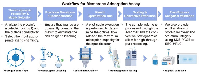 A simple procedure for the membrane adsorption assay. (Creative Biolabs Original)