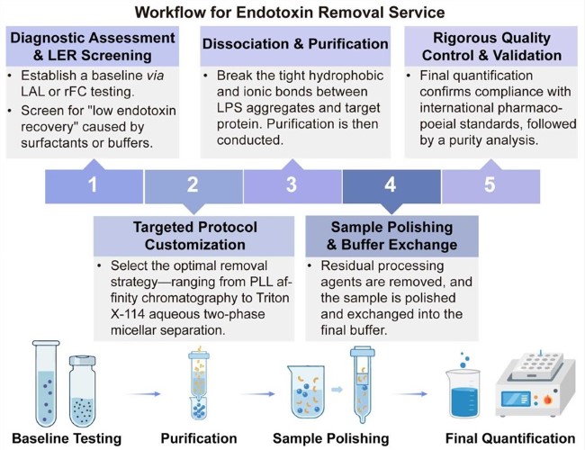A simple procedure for endotoxin removal service. (Creative Biolabs Original)