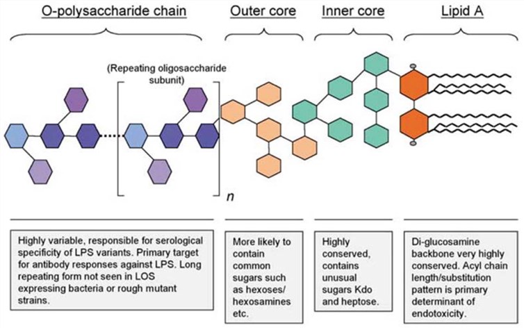 Fig.1 Overview of endotoxin structure. (OA Literature)