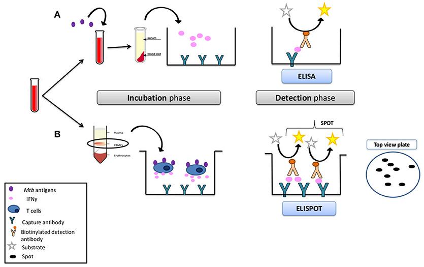 Fig.1 Evaluation of immune function using interferon-gamma-based in vitro assays. (OA Literature)
