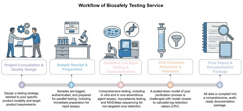 Core steps of biosafety testing service. (Creative Biolabs Original)