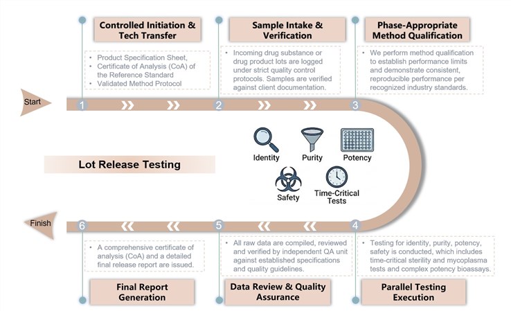 Core steps of lot release testing. (Creative Biolabs Original)
