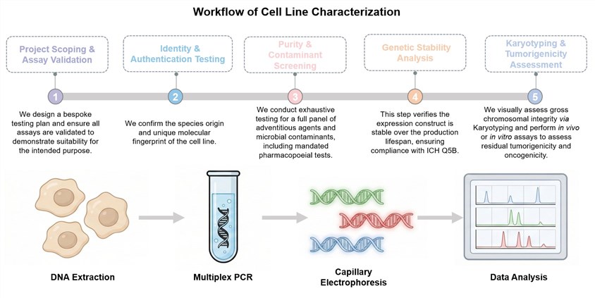 Core steps of the cell line characterization process. (Creative Biolabs Original)