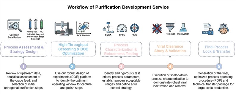 Core steps of purification development. (Creative Biolabs AI)