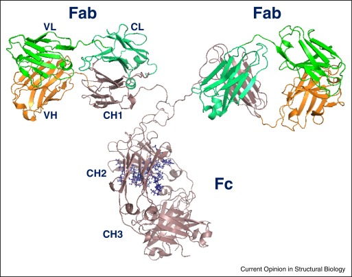 Fig.1 Human IgG1’s structural model. (OA Literature)