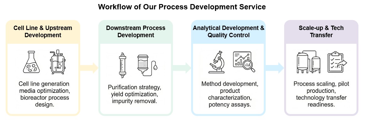 Core steps of process development. (Creative Biolabs Original)