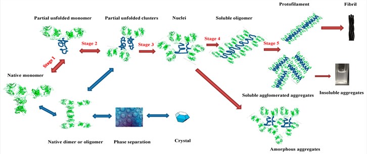 The process of protein folding and aggregation. (OA Literature)
