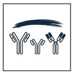 CreStab™ can be applied to a variety of antibody formats. (Creative Biolabs AI)