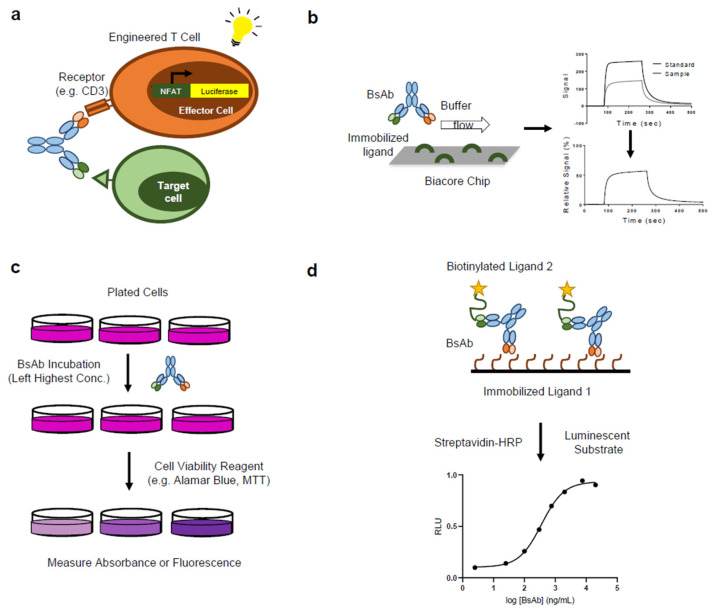 Fig.1 Reporter gene T-cell activation assay, single-arm binding SPR assay, cell proliferation assay, and bridging ELISA for BsAb. (OA Literature)