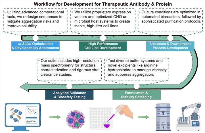 A simple procedure for the development for therapeutic antibody and protein. (Creative Biolabs Original)