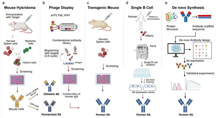Fig.1 Essential strategies for developing therapeutic antibodies. (OA Literature)