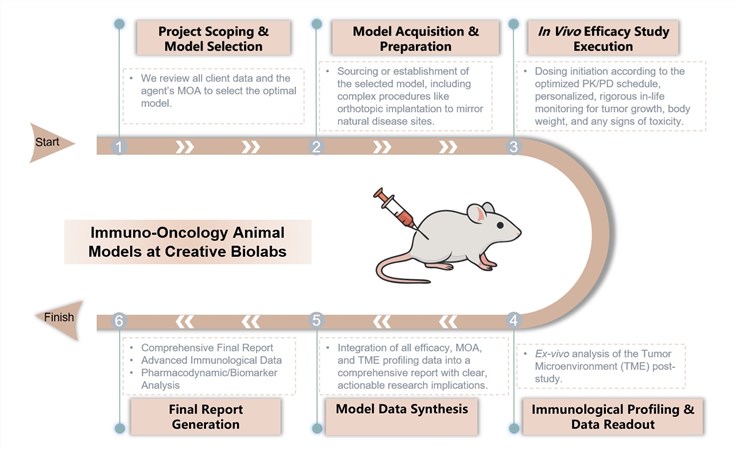 Immuno-oncology animal models at Creative Biolabs. (Creative Biolabs Original)