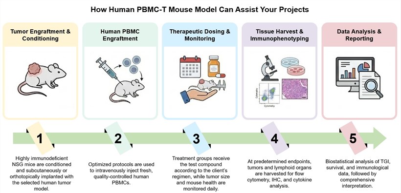 Core steps of human PBMC-T mouse model development for immuno-oncology study. (Creative Biolabs Original)