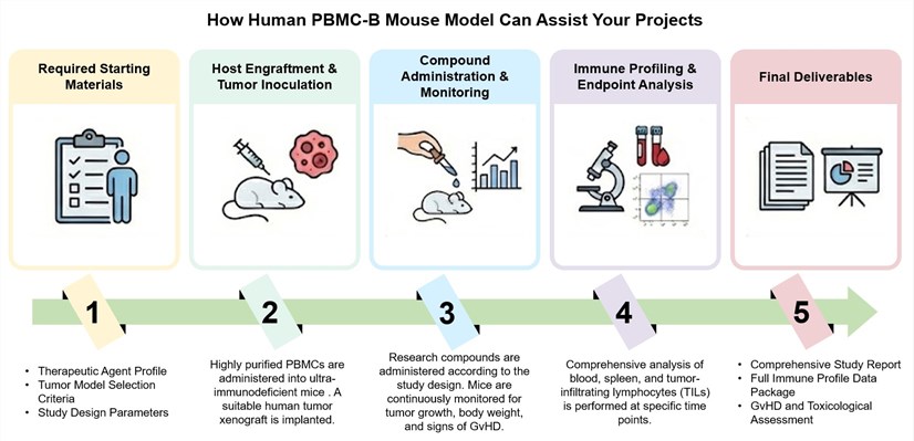 Core steps of human PBMC-B mouse model development for immuno-oncology study. (Creative Biolabs Original)