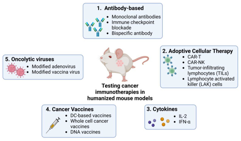 Fig.1 Use of humanized mouse models to test current immunotherapies in cancer research. (OA Literature)