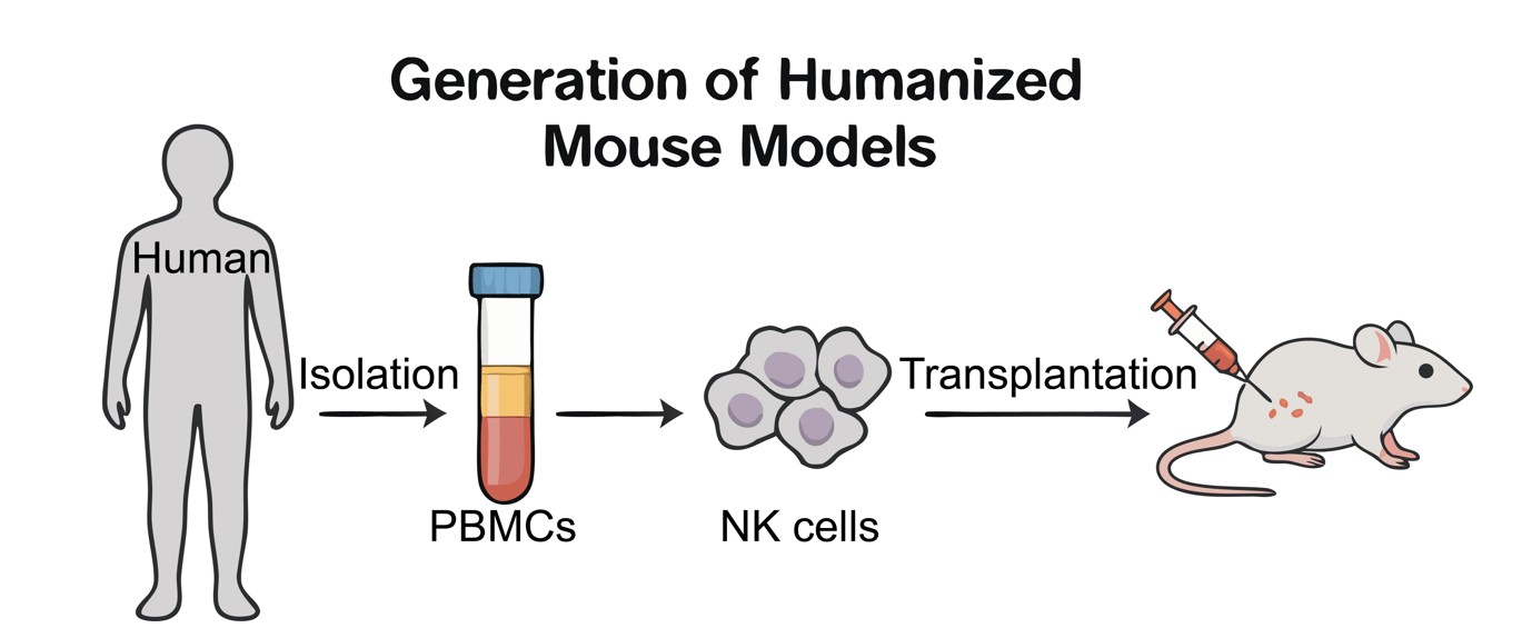 Methods of generating a humanized mouse model. (Creative Biolabs Original)