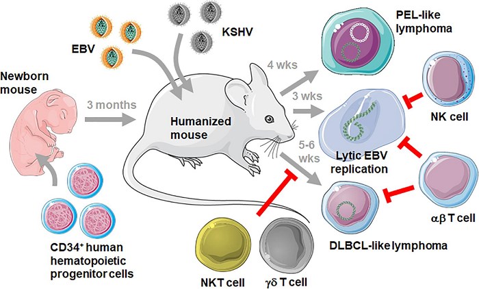 Fig.1 EBV and KSHV-infected humanized mice. (OA Literature)