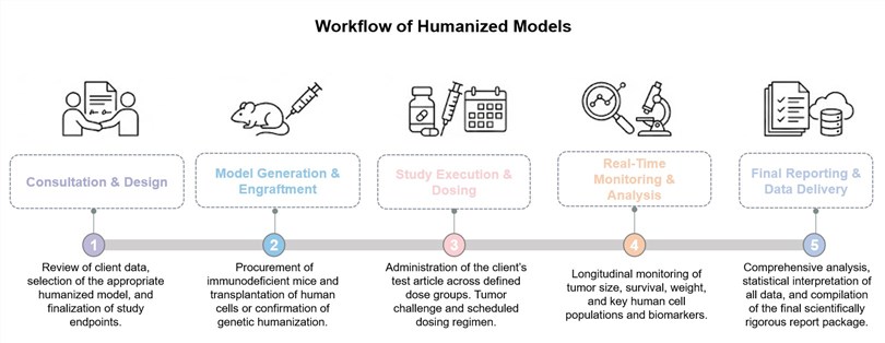 Core steps of humanized models development. (Creative Biolabs Original)