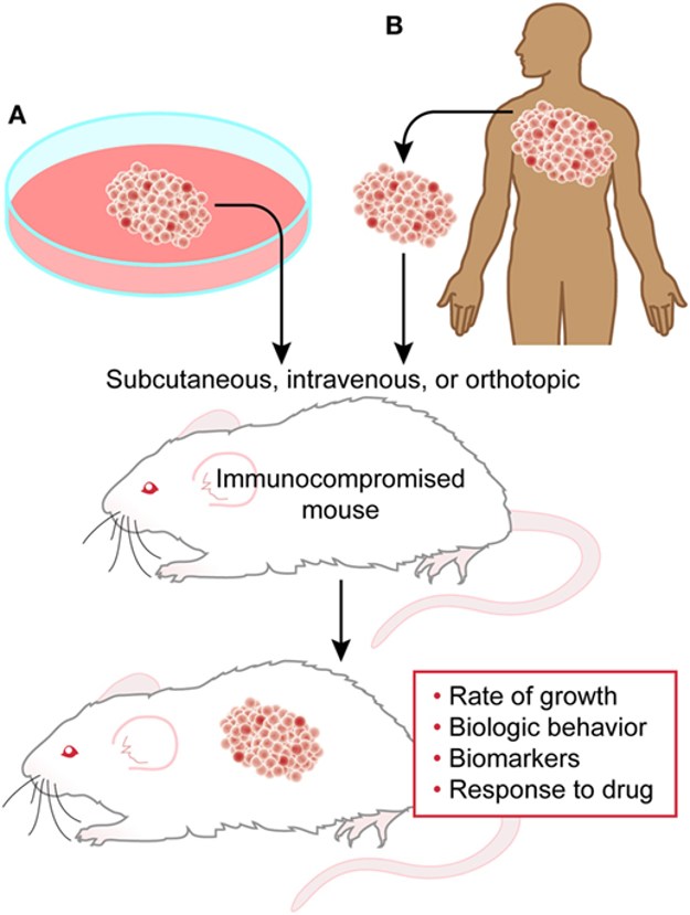 Fig.1 Develop cell line derived xenograft mouse models. (OA Literature)