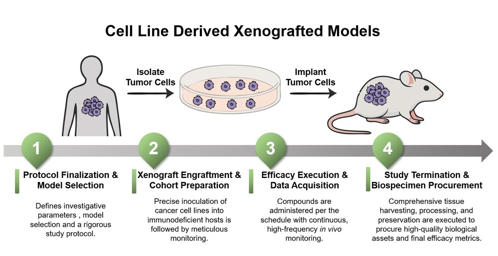 Core steps of generation of CDX models. (Creative Biolabs Original)
