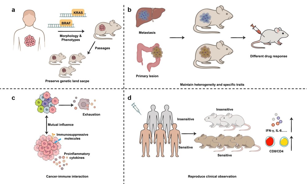 Fig.1 The advantages of patient derived xenografted models. (Creative Biolabs Original)