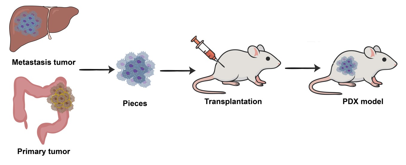 Core steps of PDX establishment. (Creative Biolabs Original)