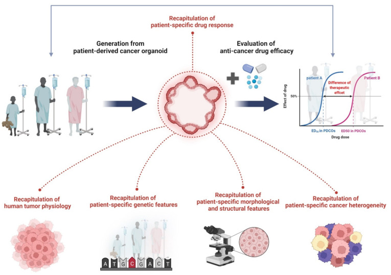 Fig.1 The characteristics of PDCOs in terms of recapitulation of human cancer biology. (OA Literature)