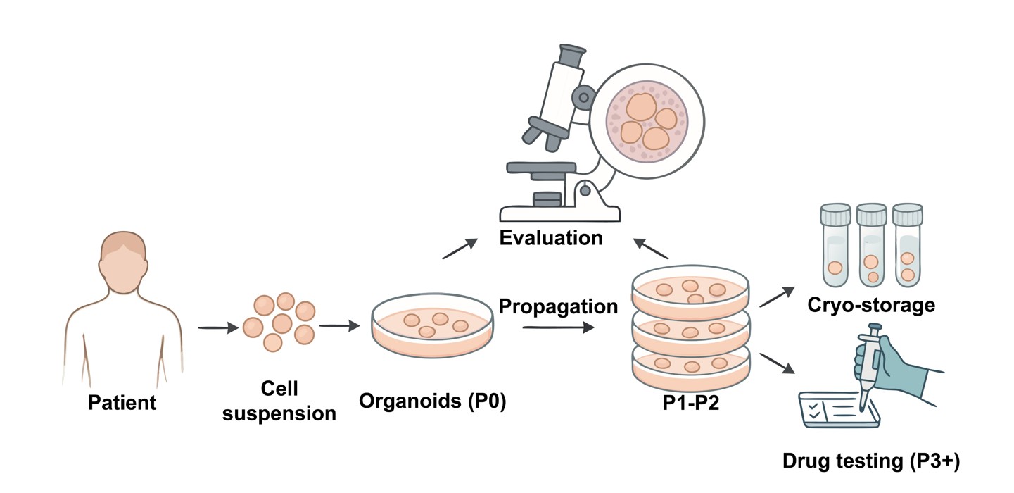 Core steps of PDO model generation. (Creative Biolabs Original)