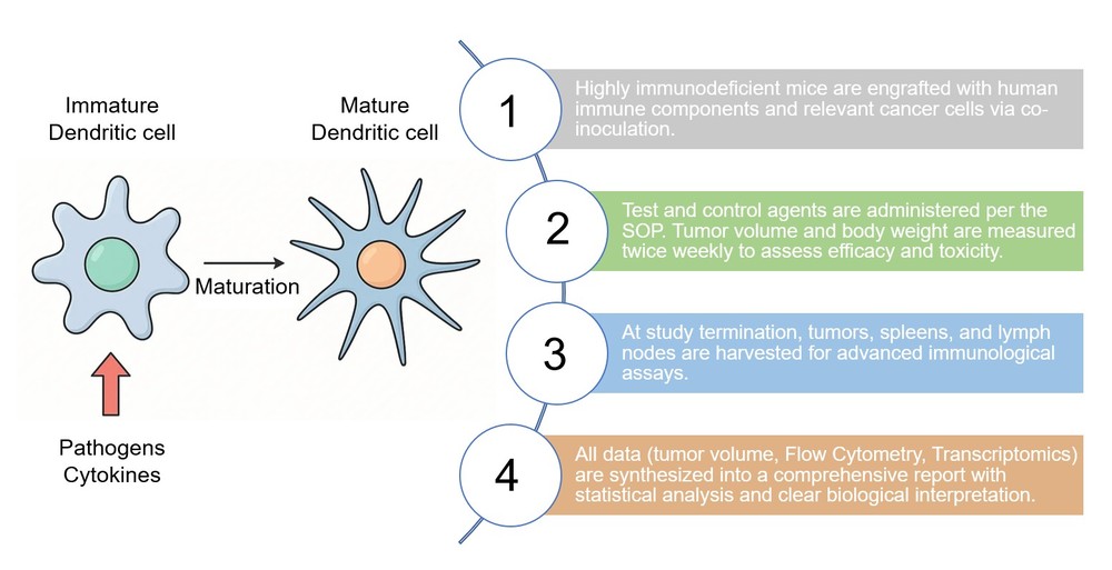 Core steps of our DCs involved immuno-oncology models process. (Creative Biolabs Original)