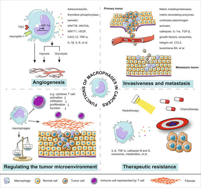 Fig.1 Functions of macrophages in cancers. (OA Literature)