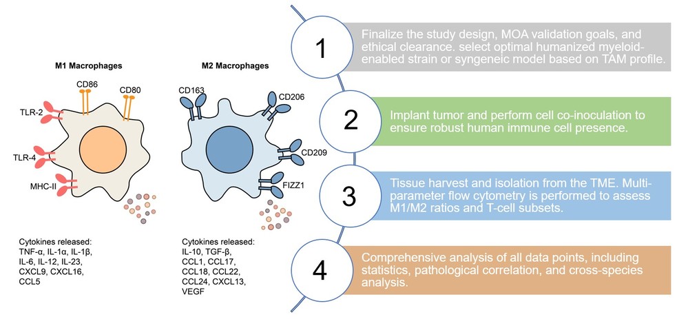 Core steps of macrophage-involved IO models established. (Creative Biolabs Original)