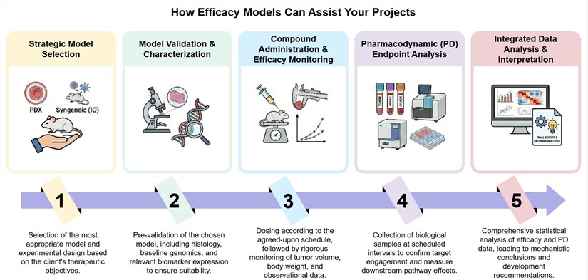 Core steps of efficacy models development. (Creative Biolabs Original)