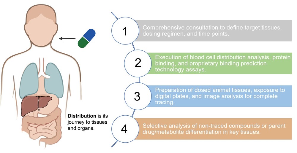 Core steps of drug distribution analysis service. (Creative Biolabs Original)