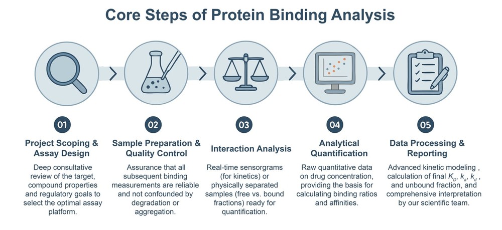 Core steps of protein-binding analysis process. (Creative Biolabs Original)
