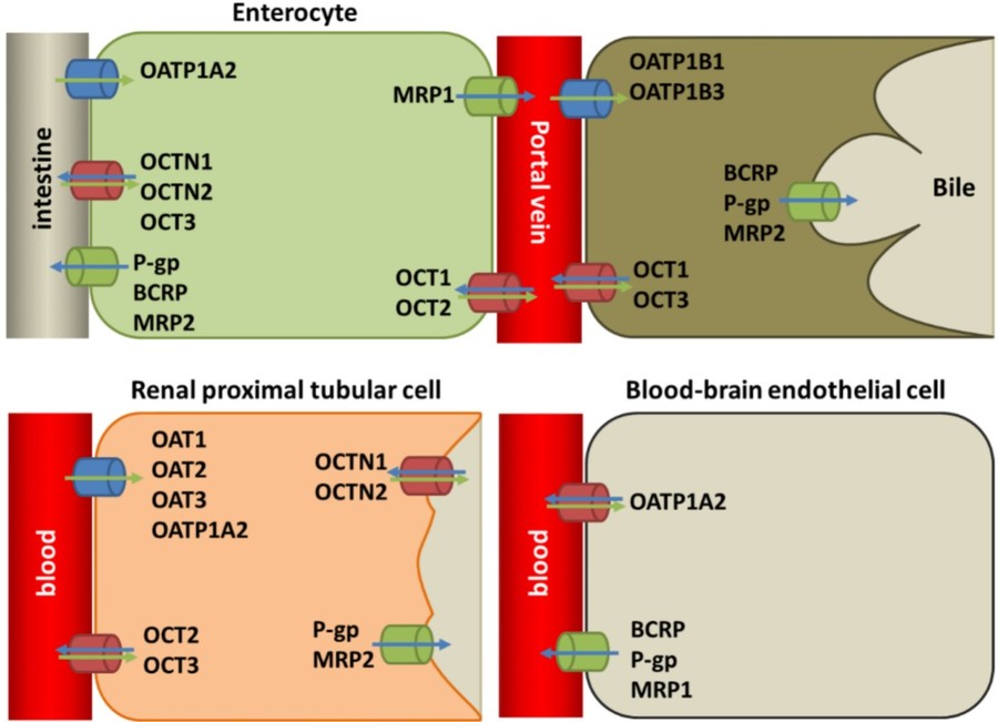 Overview of drug transporters.