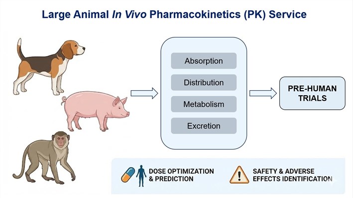 Fig.1 Large animals in in vivo PK. (OA Literature)