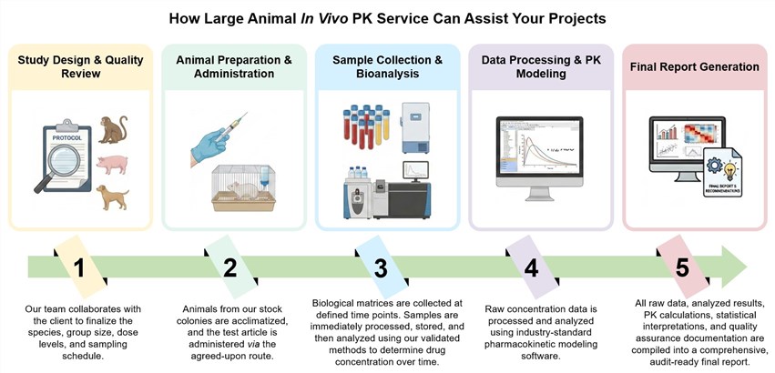 Core steps of large animal in vivo PK service. (Creative Biolabs Original)