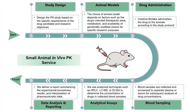 Core steps of small animal in vivo PK service. (Creative Biolabs Original)