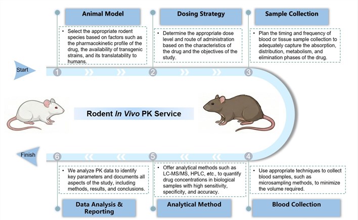 Core steps of rodent in vivo PK service. (Creative Biolabs Original)