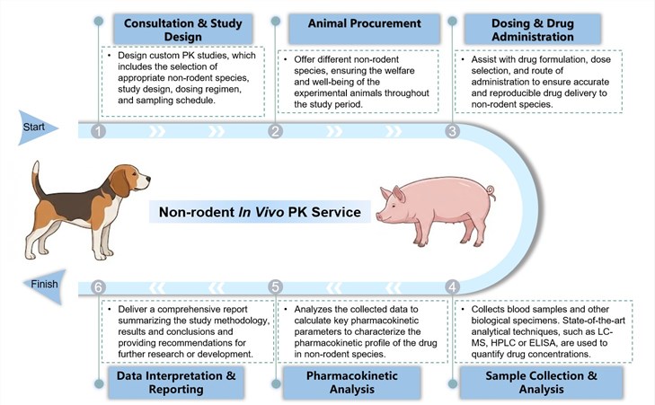 Core steps of non-rodent in vivo PK service. (Creative Biolabs Original)