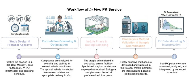 Core steps of in vivo PK service. (Creative Biolabs Original)