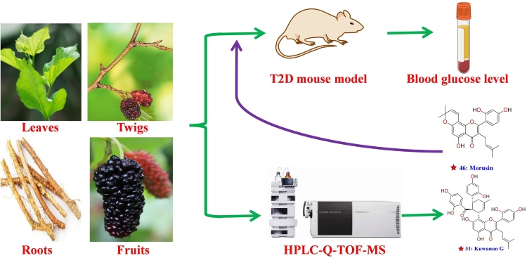 Fig.1 LC-MS metabolite profiling and the hypoglycemic activity of Morus alba L. extracts. (OA Literature)
