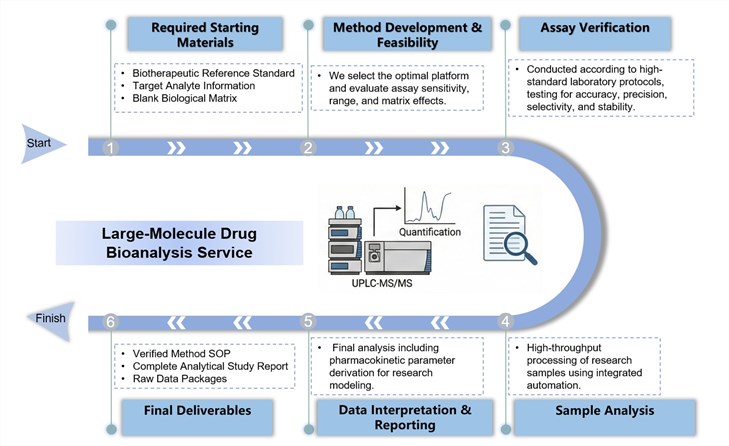 Core steps of large-molecule drug bioanalysis service. (Creative Biolabs Original)