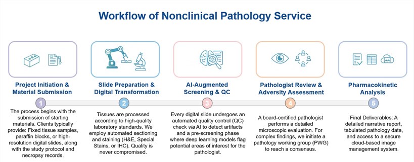 Core steps of nonclinical pathology service. (Creative Biolabs Original)