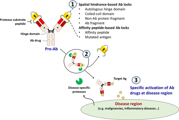 Fig.1 Schematic of pro-antibody selectively activated at the disease region by installing a protease-cleavable Ab lock. (OA Literature)