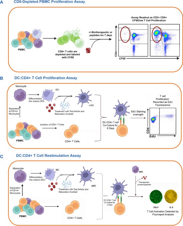 Fig.1 Schematic representation of in vitro cell-based assay methods used to detect CD4 T cell responses to therapeutic proteins. (OA Literature)