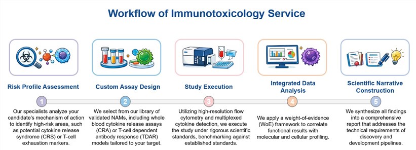 Core steps of immunotoxicology development. (Creative Biolabs Original)
