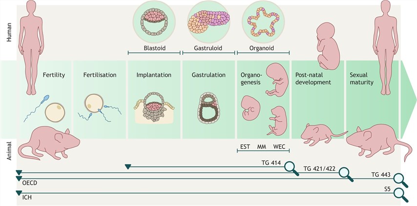 Fig.1 Schematic representation of the reproductive and developmental toxicity testing workflow. (OA Literature)