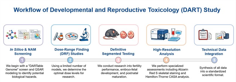 Core steps of developmental and reproductive toxicology study. (Creative Biolabs Original)